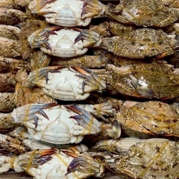 ขายปูม้า ราคาส่ง